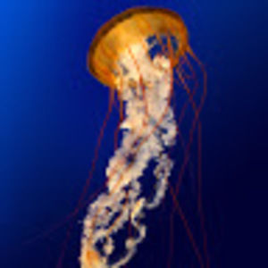 Meet your Posher, Dionne